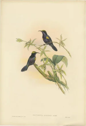 Gould, Bird Illustration of the Copper-Throated Sunbird, 1850, Print