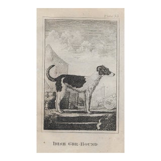 Antique Irish Greyhound 18th Century Engraving For Sale