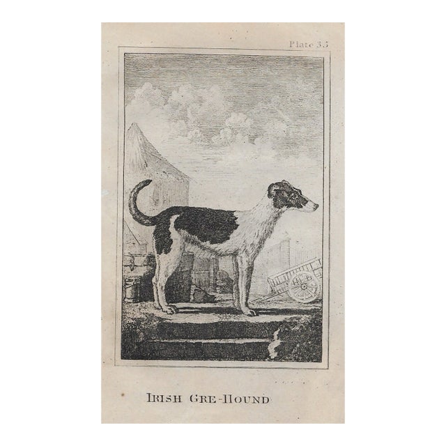 Antique Irish Greyhound 18th Century Engraving For Sale