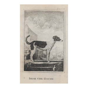 Antique Irish Greyhound 18th Century Engraving