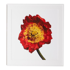 Iceland Poppy (R), Framed Photograph, 41 x 44