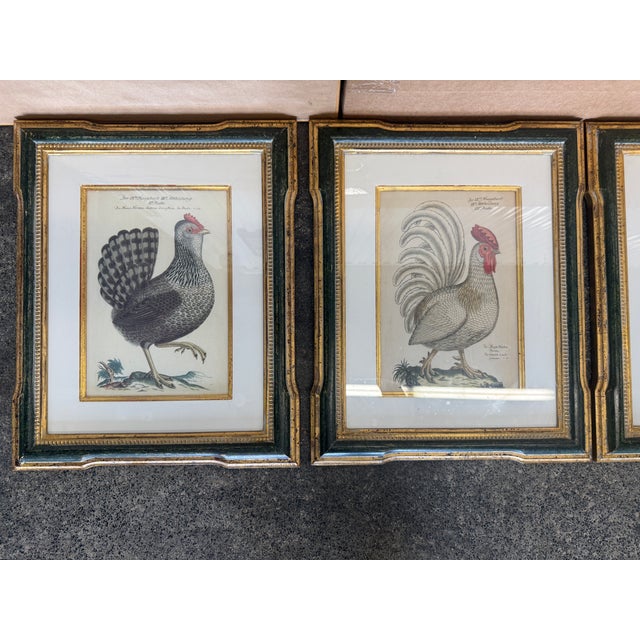 French Antique Colored Rooster Prints in Trowbridge Frames - Set of 4 For Sale - Image 3 of 12
