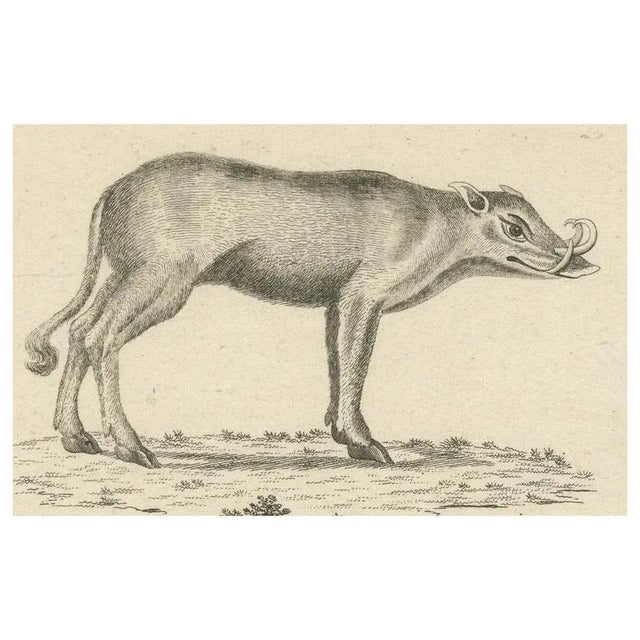 A Babirusa and a Swallow, 1800, Paper For Sale - Image 9 of 9