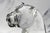 French Solid French Crystal Animal Bust Vintage Baccarat Crystal Panther Head Sculpture Art Luxury Home Decor For Sale - Image 3 of 15