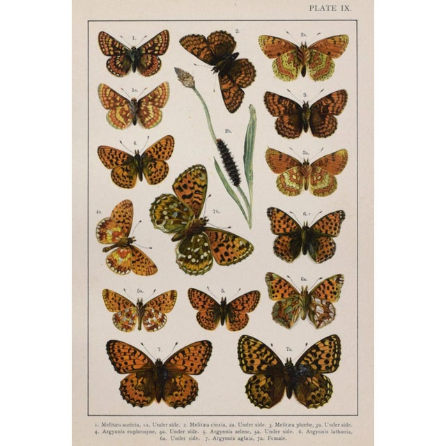 19th Century English Butterfly Print by Kappel and Kirby C.1895 For Sale - Image 4 of 6