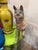 1980s Carved Wood Horse For Sale - Image 4 of 12