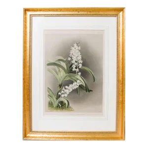 Late 19th Century Botanical Large Gold Wood Framed Chromolith Orchid Saccolabium Coeleste Print From Reichenbachia