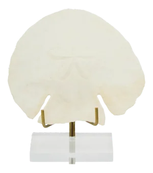 Sand Dollar Natural Shell on Base