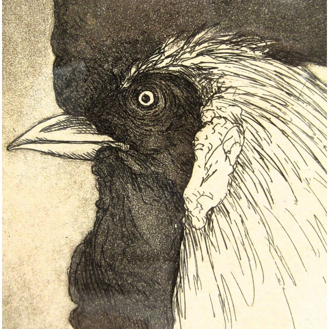 American Rooster Etching Donna Guardino Signed Print 1979 in Wood Frame For Sale - Image 3 of 6