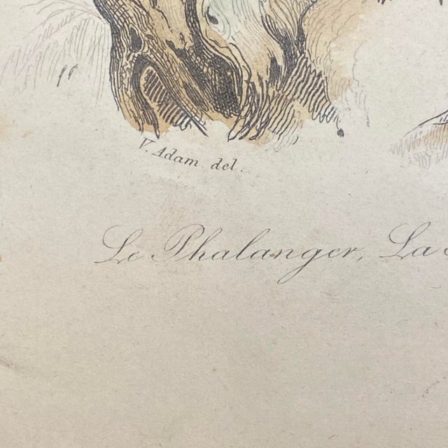 18th Century French Antique 18th Century "Le Cayopollin" Animal Engraving Hand Colored Signed Artwork For Sale - Image 5 of 11