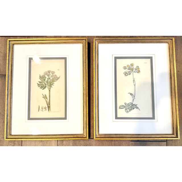 Victorian Set of 7 Antique Botanical Prints, Early 1800s, Authentic Curtis and Sowerby For Sale - Image 3 of 12