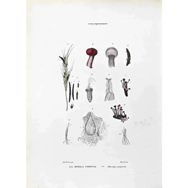 Lithograph hand watercolored. Belongs to the Series "Atlante di Botanica popolare ossia Illustrazione di Piante Notevoli...