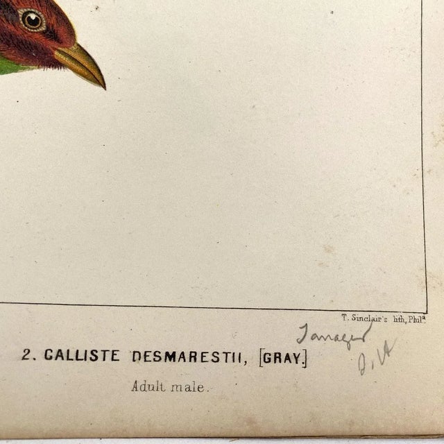 Rare Book Thomas G. Gentry Nests and Eggs of Birds of the United States For Sale - Image 15 of 16