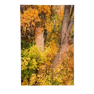 Gleb Derujinsky "Yellow Tree 4" Contemporary Landscape Photograph Print For Sale