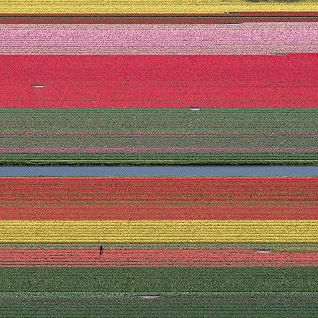 "AV_Tulip_Fields_036" Contemporary Aerial View Limited Edition Photograph by Bernhard Lang For Sale