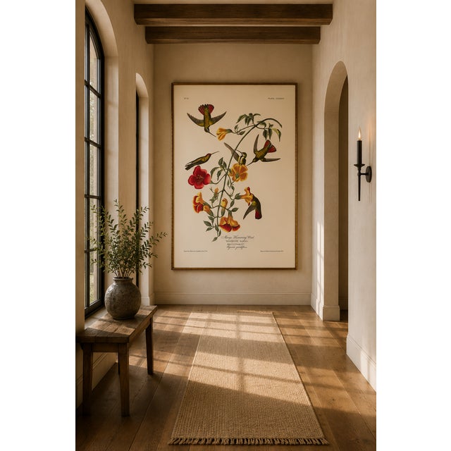 Green Mango Hummingbird, Museum Style Audubon Bird Print, 24" X 36" For Sale - Image 8 of 11