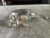 Mid 20th Century The Standing Polar Bear For Sale - Image 5 of 9