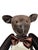 1984 Vintage Velvet Teddy Bear For Sale - Image 12 of 12