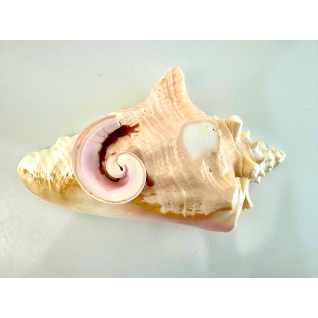 Mid 20th Century Coastal Pink Conch Shell Serving Bowl With Matching Spoon For Sale - Image 10 of 13