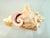 Mid 20th Century Coastal Pink Conch Shell Serving Bowl With Matching Spoon For Sale - Image 10 of 13
