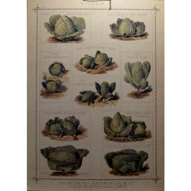 1900 Original French Vintage Vegetable Chart For Sale