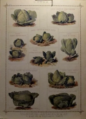 1900 Original French Vintage Vegetable Chart