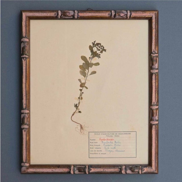 Swiss Herbarium Panels from École Dagriculture de Grangeneuve, 1920s, Set of 4 For Sale - Image 3 of 18