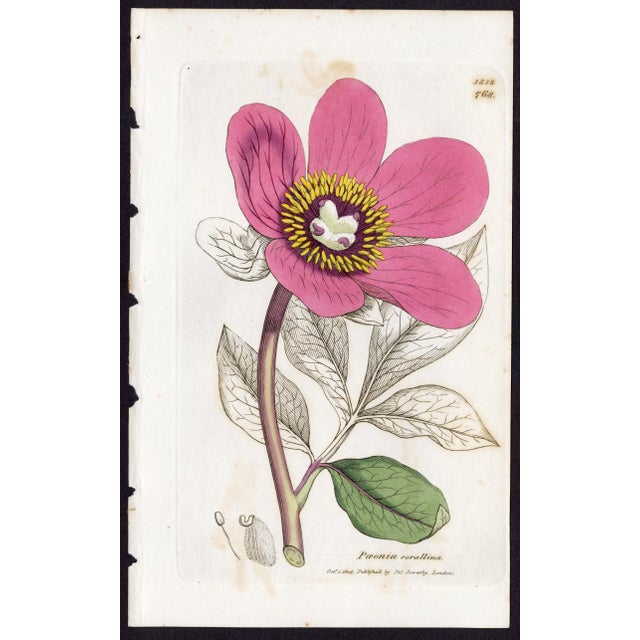 Offered here is an original antique botanical print from the celebrated English Botany series, featuring the distinctive...
