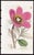 Offered here is an original antique botanical print from the celebrated English Botany series, featuring the distinctive...