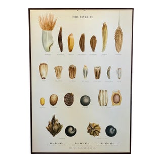 Vintage Botanical Danish Seed Catalog Lithograph Poster No. 6, New Old Stock For Sale