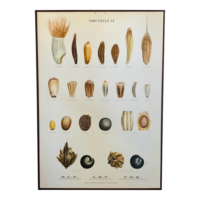 Vintage Botanical Danish Seed Catalog Lithograph Poster No. 6, New Old Stock For Sale