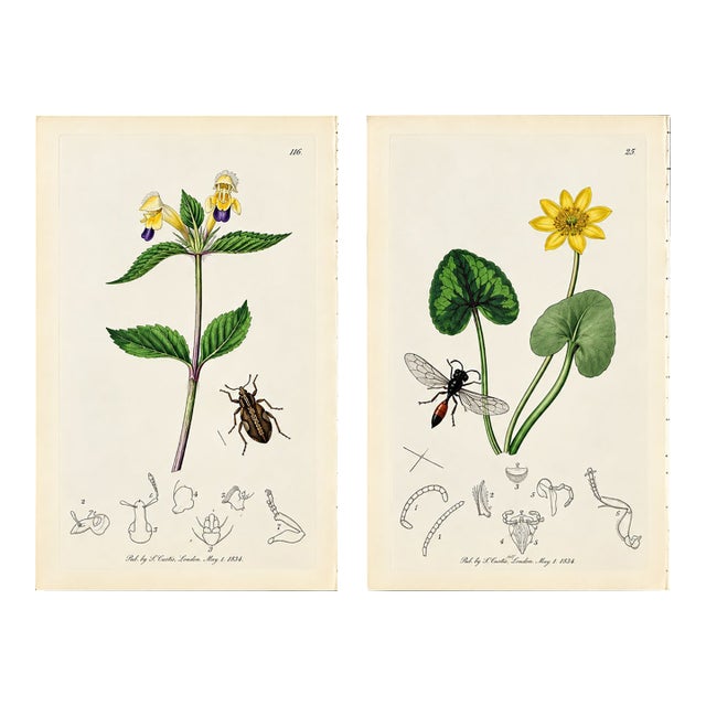Rare Antique John Curtis Botanical & Insect Engravings C. 1825 · Two Prints For Sale