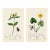 Rare Antique John Curtis Botanical & Insect Engravings C. 1825 · Two Prints For Sale