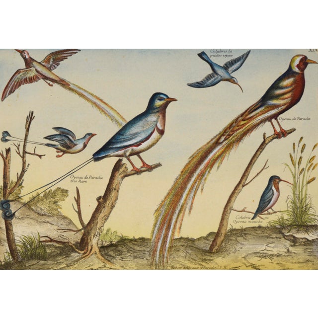 French "Collection of the Most Rare Birds" - Hand Watercolor Engraving by Nicolas Robert For Sale - Image 3 of 7