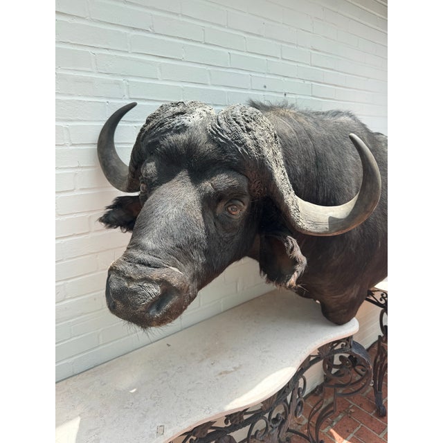 Late 20th Century Cape Buffalo From Africa Custom Wall Mount Taxidermy For Sale In Nashville - Image 6 of 12
