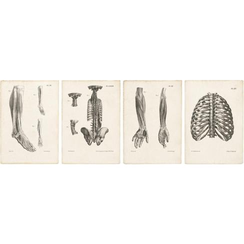 Jules Cloquet, French Anatomical Lithographs, 1821, Lithograph, Set of 4 For Sale - Image 9 of 9