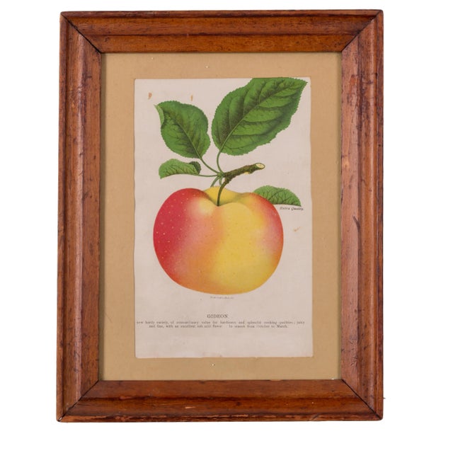 Pair of Fruit Chromolithographs from the Nurseryman's Specimen Book. Rochester, NY: J.W. Thompson & Co., Stecher Lith....