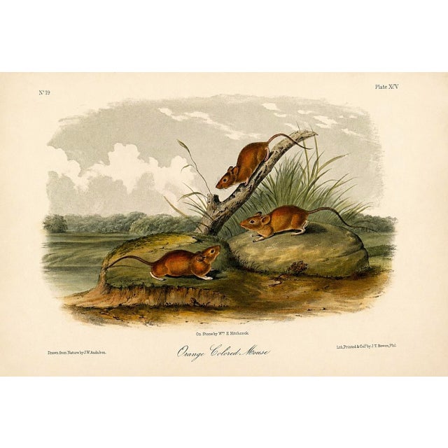 Rustic Orange Colored Mouse 1st Edition Octavo Lithograph by John James Audubon, 1842 For Sale - Image 3 of 3