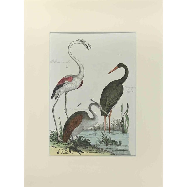 Johann Friedrich Naumann, Flamingo, Etching, 1840 For Sale - Image 3 of 3