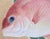 "Red Snapper", Heisei Era Japanese Watercolor Painting For Sale In Dallas - Image 6 of 17