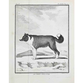 Jacques de Seve, Le Chien d’Islande, Etching, 1771 For Sale