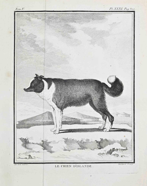 Jacques de Seve, Le Chien d’Islande, Etching, 1771