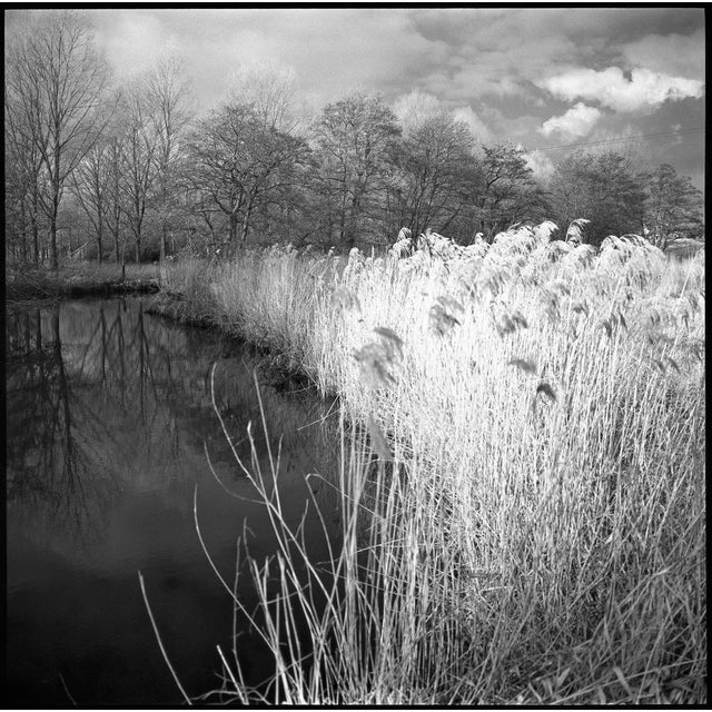 Not Yet Made - Made To Order Paul Cooklin, Wild Grasses, Alder Carr, Edition of 50 For Sale - Image 5 of 5