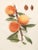Persimmon 1900s U. P. Hedrick, Original Antique Photogravure of Belle Peaches For Sale - Image 8 of 8