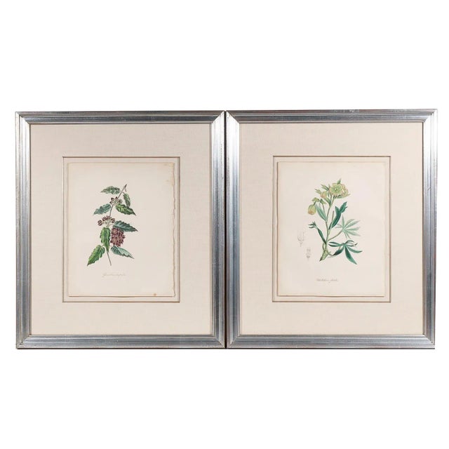 Late 19th Century 8 Hand Colored 19c. Botanical Artworks in Silvered Frame For Sale - Image 5 of 13
