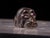 Antique Russian Imperial Silver Baby Hippopotamus With Ruby Eyes by Julius Rappoport, St. Petersburg, C. 1908 For Sale - Image 15 of 17