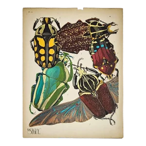 Original Seguy Insect From 1924 Antique Pochoir Plate #11