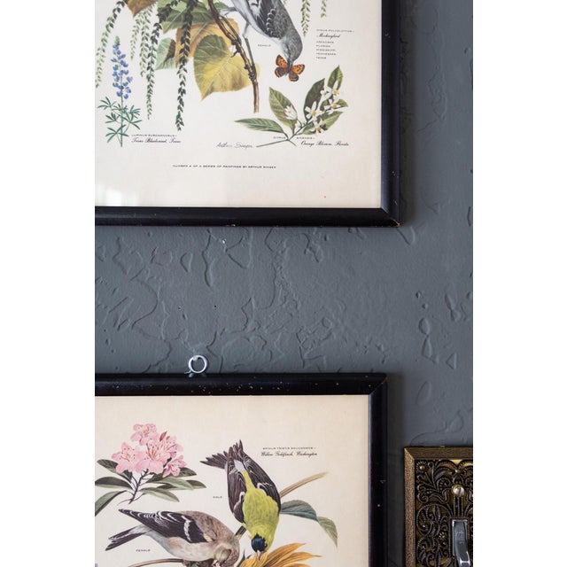 Pair of Framed Bird and Botanical Prints by Arthur Singer Mockingbird and Goldfinch For Sale - Image 13 of 16