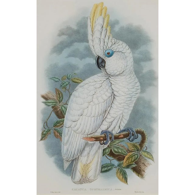 This is a framed original 19th century hand-colored folio-sized lithograph entitled “Cacatua Ophthalimica” (Blue-eyed...