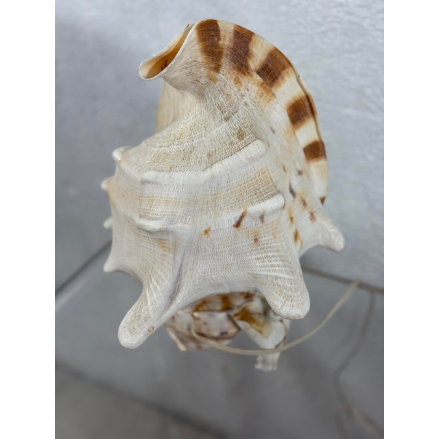 A striking vintage seashell lamp crafted from a large natural conch shell, showcasing its dramatic sculptural form, flared...